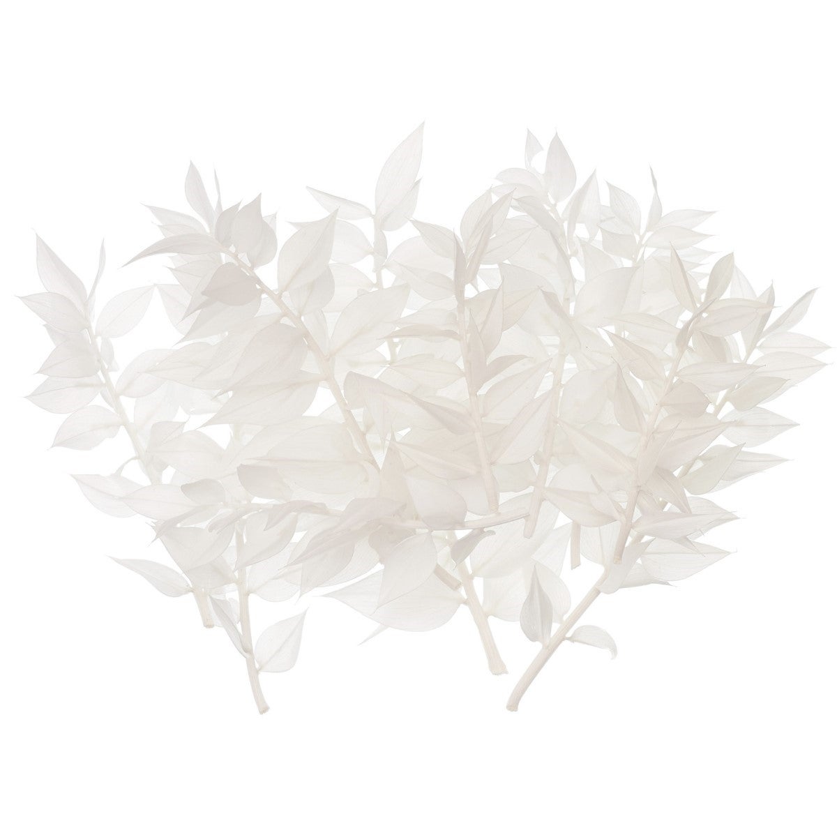 The Baked Studio Dried Flower Box - Ruscus - Blanc