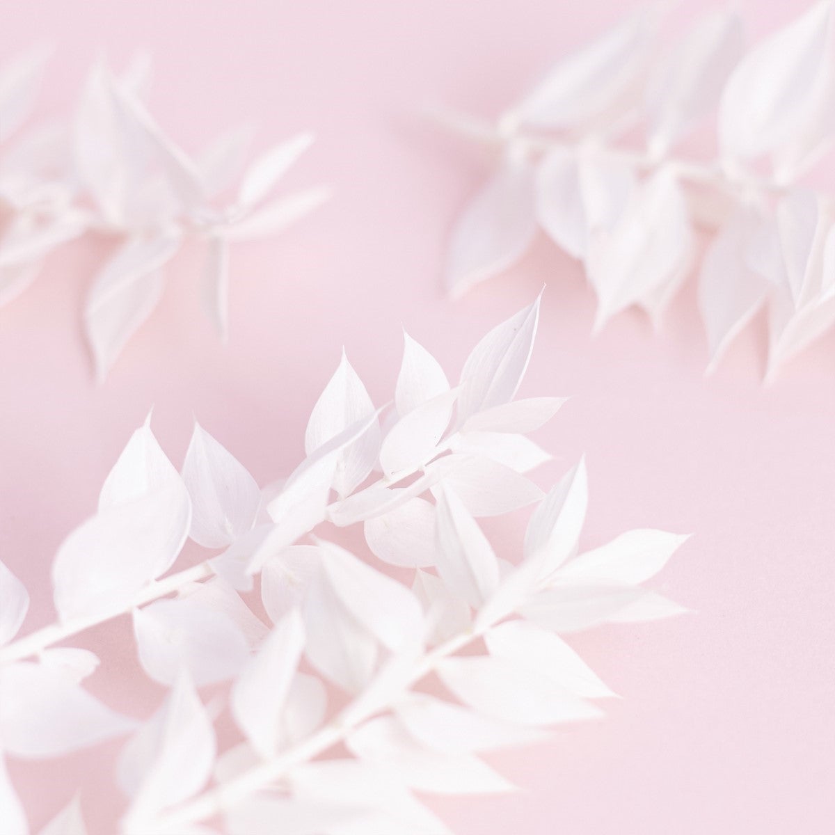 The Baked Studio Dried Flower Box - Ruscus - Blanc