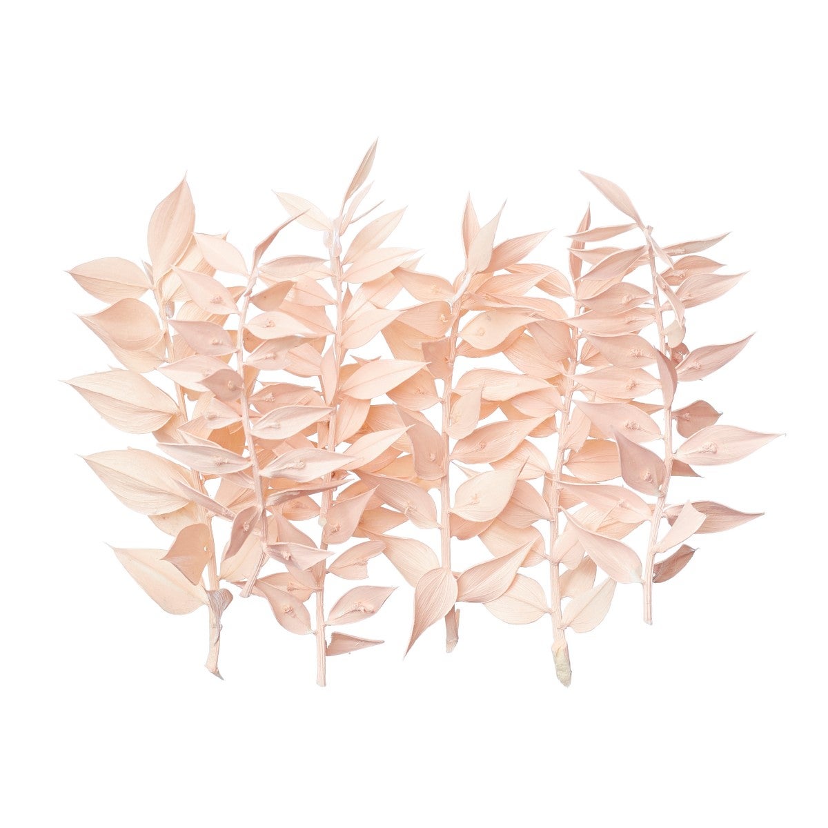 The Baked Studio Dried Flower Box - Ruscus - Rose Clair