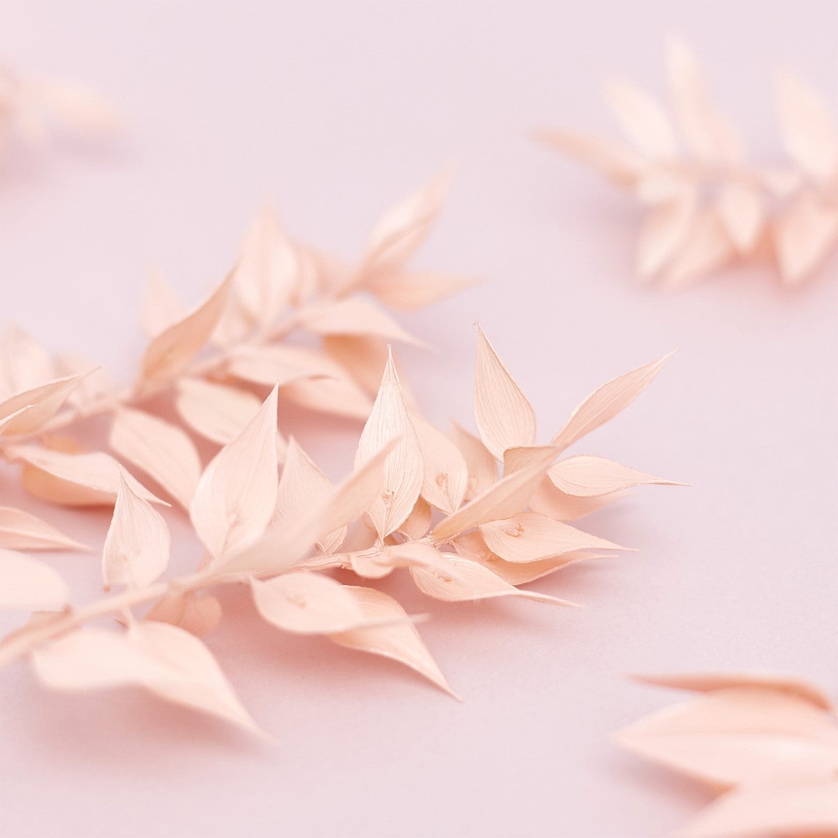 The Baked Studio Dried Flower Box - Ruscus - Rose Clair